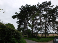 Bighton Pines image 1
