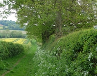 Hedges image 4