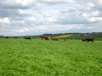Creslow Pastures image 1