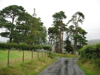 Scots Pines image 1