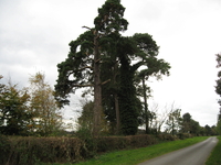Scots Pines image 2