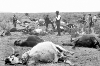 Cattle Plague or Rinderpest image 2
