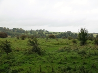 Welshman's Hedge Wood image 3